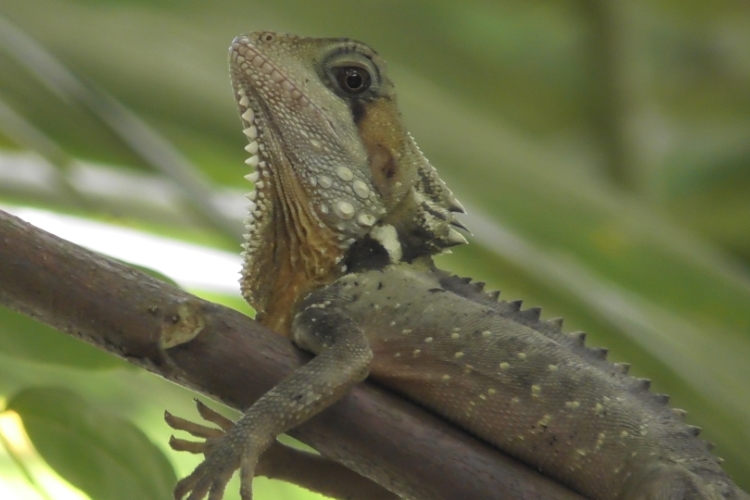 daintree river tours