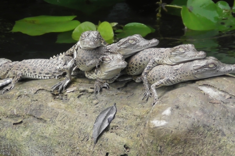 daintree river cruises