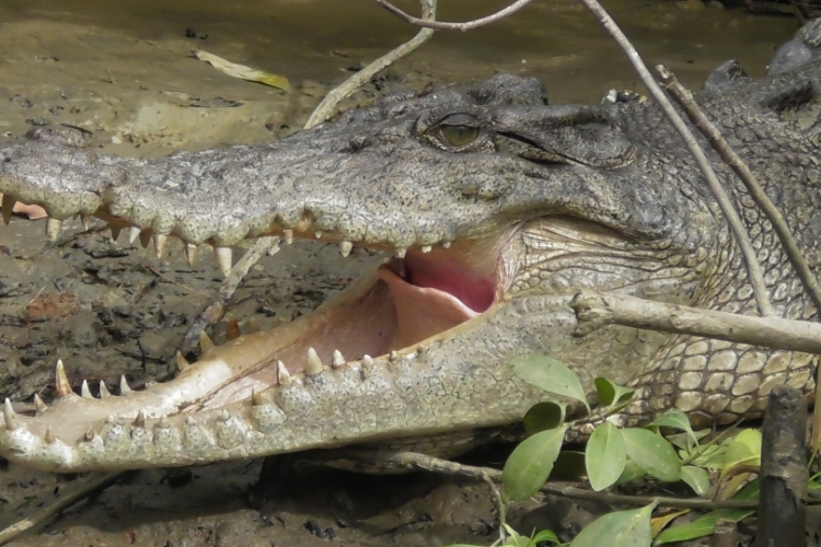 daintree crocodile tours