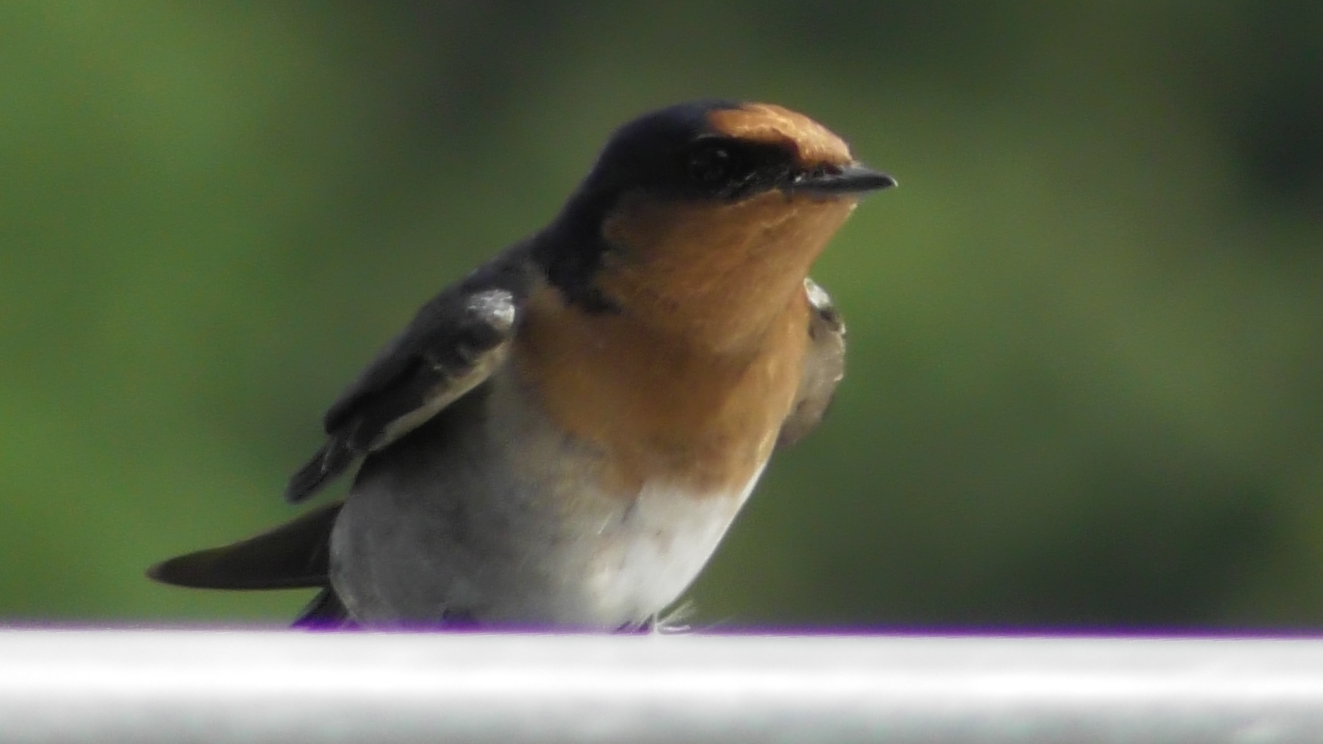 daintree crocodile tours