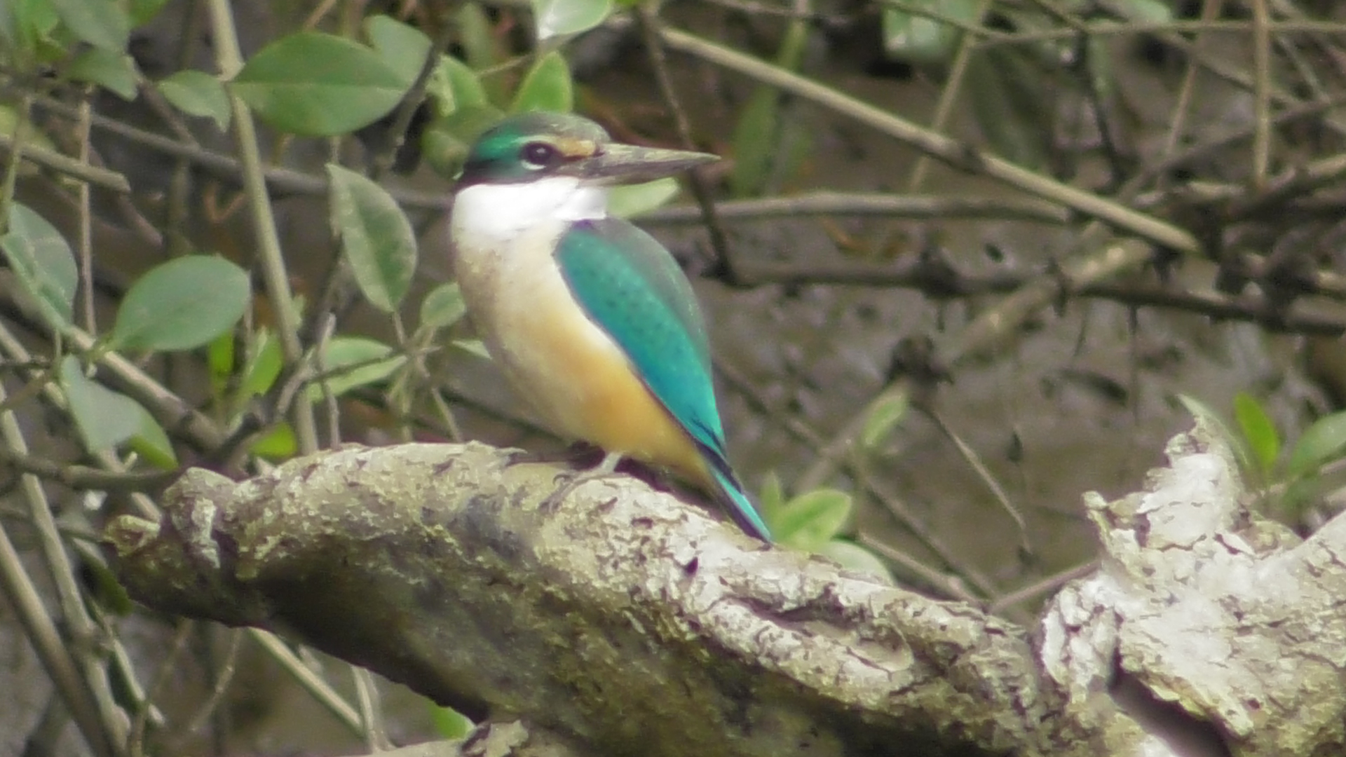 daintree crocodile tours